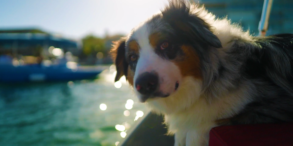 Dog riding in an electric boat at Vision Electric Boat Rental