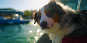 Treat your dog to a day on Newport Harbor!