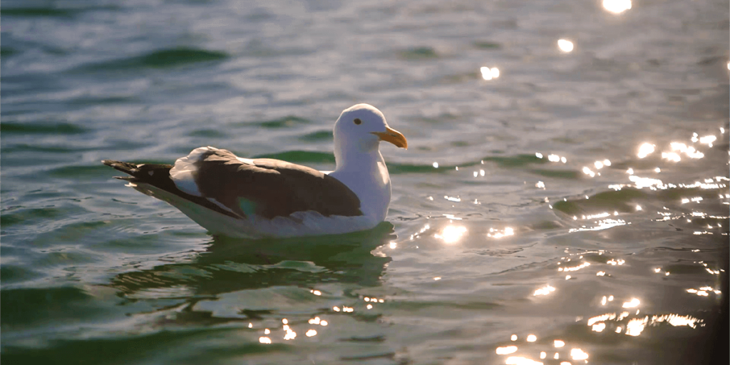 Bird Swimming in Lido Marina Newport Beach