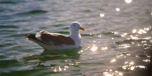 Vision Electric Boat Rental Aims to Keep the Waterways Clean