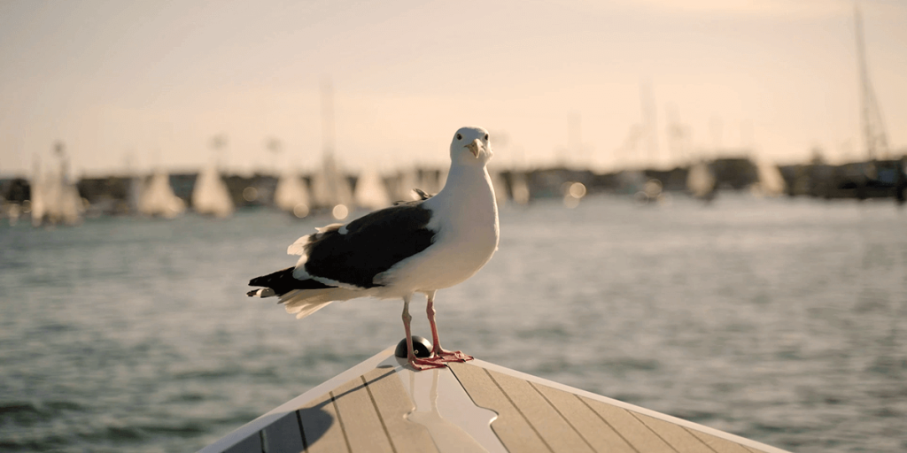 Bird on a Fantail 217 Electric Boat